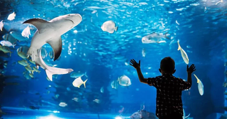 Dallas, Texas'ta Yapılacak 20 En İyi Şey